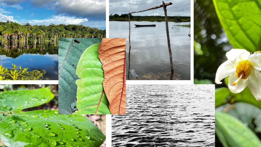 Fotógrafos de florestas